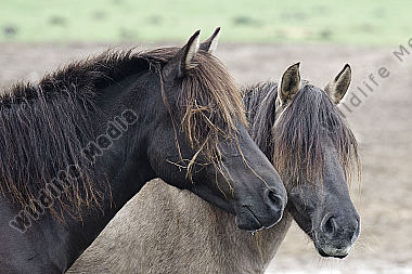 Dülmener Wildpferde