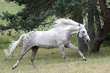 Galoppierender Berberhengst