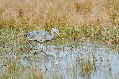 Graureiher (Ardea cinerea) 1