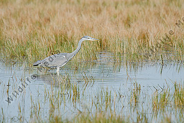 Graureiher (Ardea cinerea) 2
