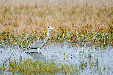 Graureiher (Ardea cinerea) 3