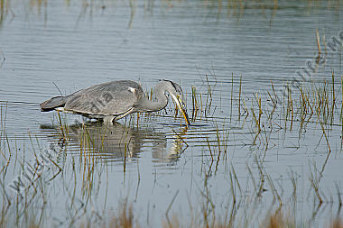 Graureiher (Ardea cinerea) 4