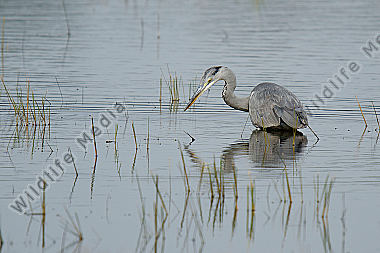 Graureiher (Ardea cinerea) 5