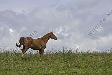 Pferd auf der Koppel