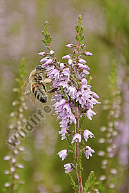 Westliche Honigbiene (Apis mellifera) auf Heidekraut