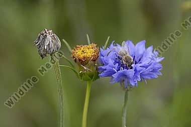 Westliche Honigbiene (Apis mellifera) auf einer Kornblume