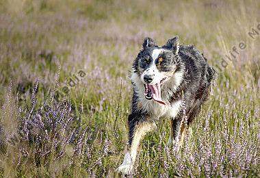 Rennender Australia Shepherd