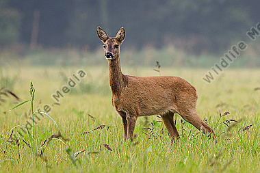 Weibliches Reh (Capreolus capreolus) 5