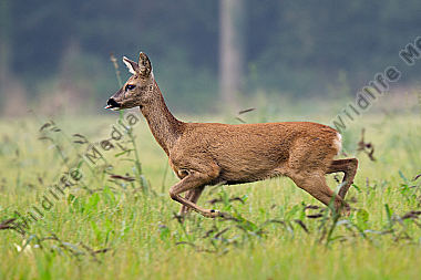 Weibliches Reh (Capreolus capreolus) 6