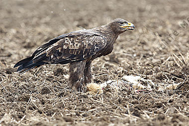 Steppenadler fressend auf Feldhase