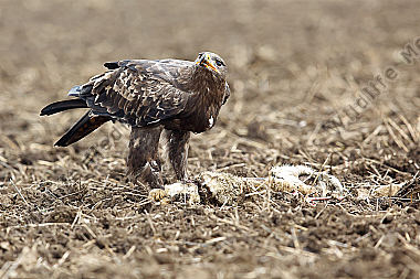Steppenadler fressend auf Feldhase
