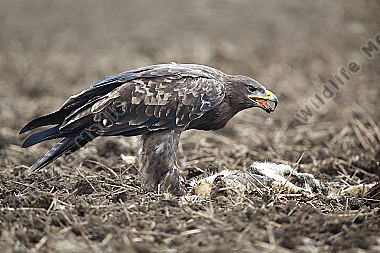 Steppenadler fressend auf Feldhase