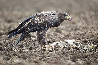 Steppenadler fressend auf Feldhase