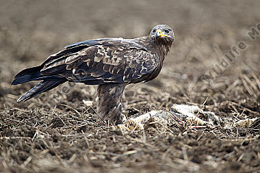 Steppenadler fressend auf Feldhase