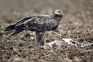 Steppenadler fressend auf Feldhase