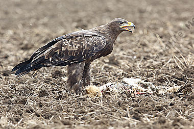 Steppenadler fressend auf Feldhase