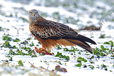Rotmilan Altvogel mit Beute