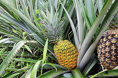 Ananas