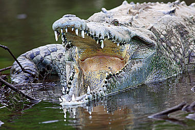 Spitzkrokodil