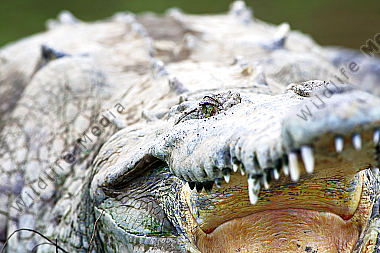 Spitzkrokodil