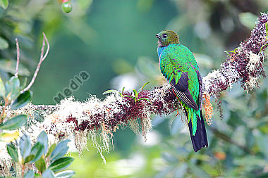 Quetzal Weibchen