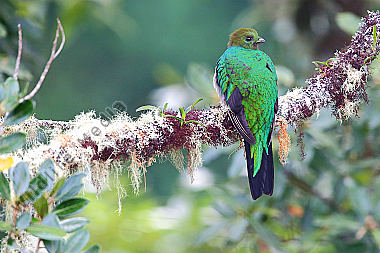 Quetzal Weibchen