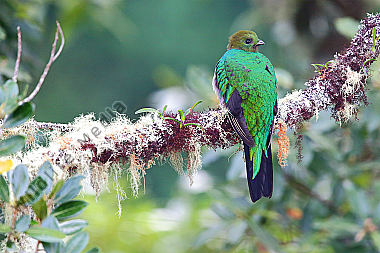 Quetzal Weibchen