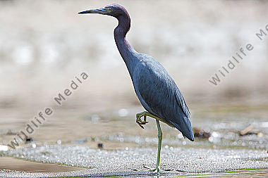 Blaureiher