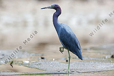 Blaureiher