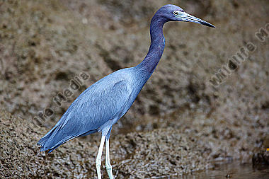 Blaureiher