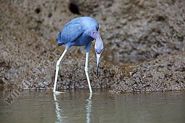 Blaureiher