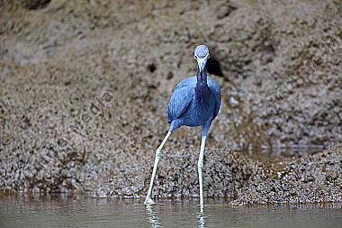 Blaureiher