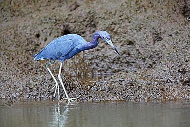 Blaureiher