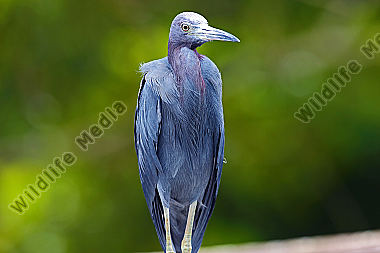Blaureiher