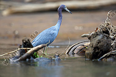 Blaureiher