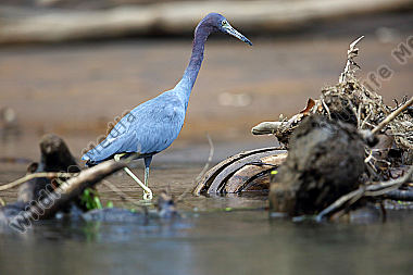 Blaureiher