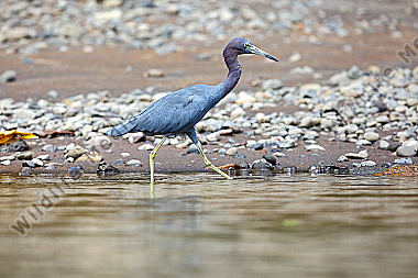 Blaureiher