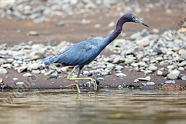 Blaureiher