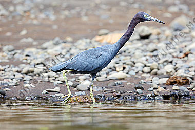Blaureiher