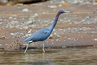 Blaureiher