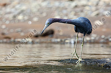 Blaureiher