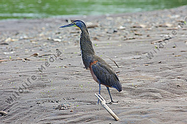 Nacktkehlreiher