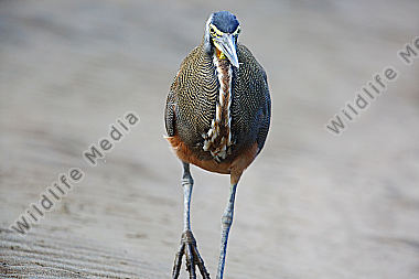 Nacktkehlreiher