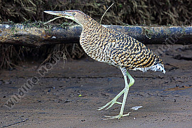 Nacktkehlreiher Jungvogel