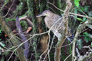 Nacktkehlreiher Jungvogel