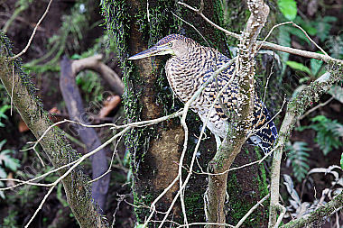 Nacktkehlreiher Jungvogel