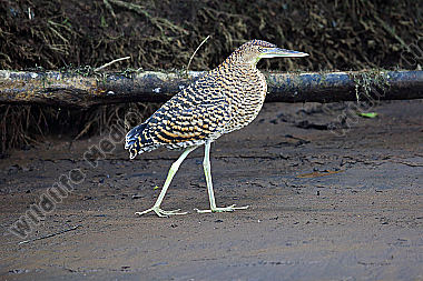 Nacktkehlreiher Jungvogel