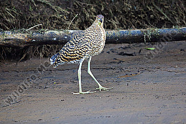 Nacktkehlreiher Jungvogel