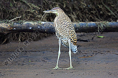 Nacktkehlreiher Jungvogel