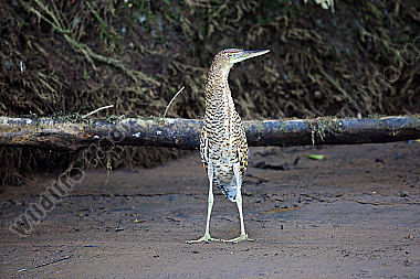 Nacktkehlreiher Jungvogel